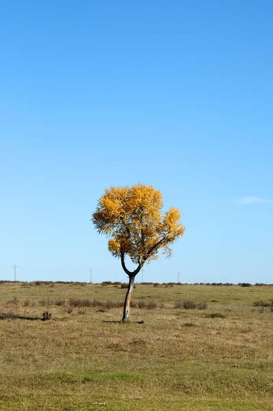 Blauer Himmel über der weiten Steppe. Melancholische Herbstlandschaft. einsamer Baum mit gelbem Laub. Foto abgeschwächt — Stockfoto