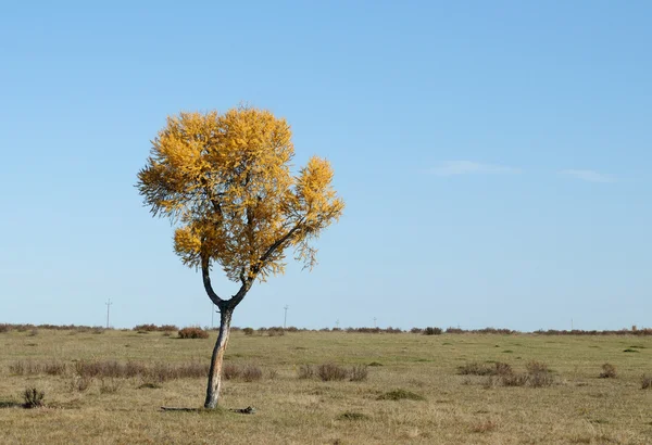 Blue sky over the vast steppes.melancholic autumn landscape. lonely tree with yellow foliage. photo toned — Stock Photo, Image