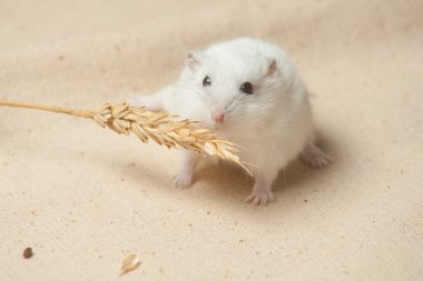 hamster bir tohum yiyecek.