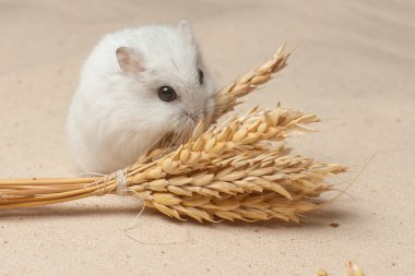 hamster bir tohum yiyecek.