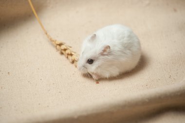 hamster bir tohum yiyecek.