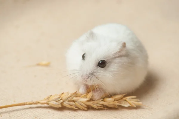 Hamster äter ett frö. — Stockfoto