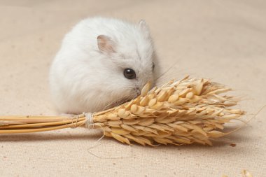 hamster bir tohum yiyecek.