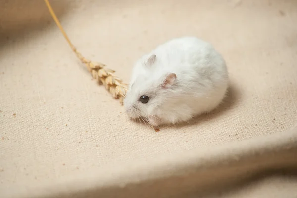 Hámster comer una semilla . —  Fotos de Stock