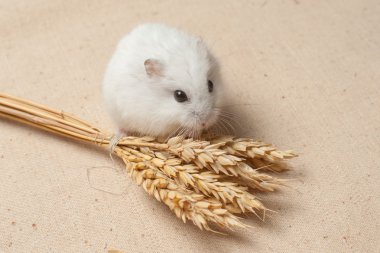 hamster bir tohum yiyecek.