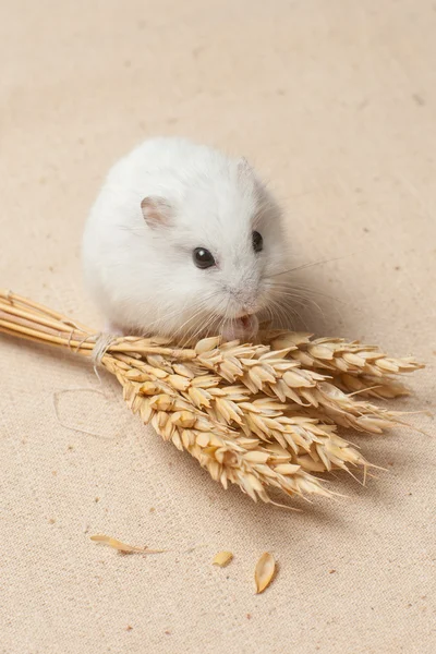 Hamster come uma semente . — Fotografia de Stock