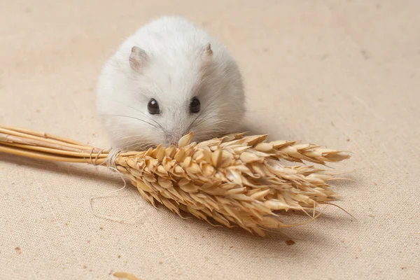 Hámster comer una semilla . —  Fotos de Stock