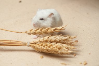 hamster bir tohum yiyecek.