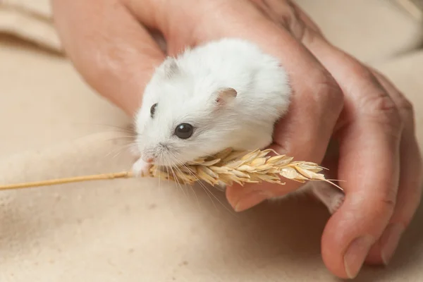 Hamster manger une graine . — Photo