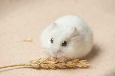 hamster bir tohum yiyecek.