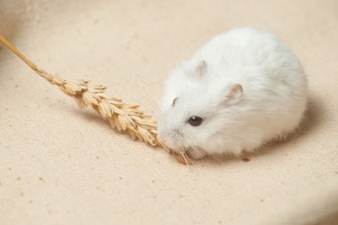 hamster bir tohum yiyecek.