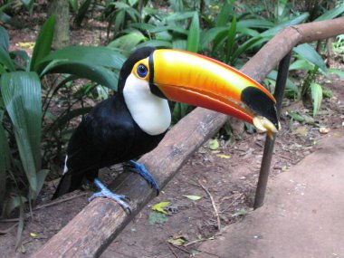 Close-up of the colorful giant toucan clipart