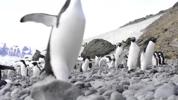 Adelie pingviner gå på stranden — Stockvideo