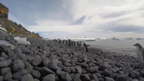 Los pingüinos Adelie caminan por la playa — Vídeo de stock