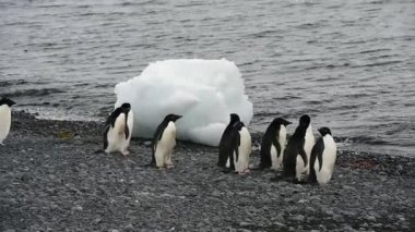 Adelie penguenleri sahilde yürümek