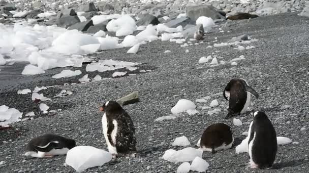 Pingüinos descansando en la playa — Vídeos de Stock