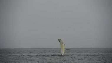 Anatcrtica kambur balina