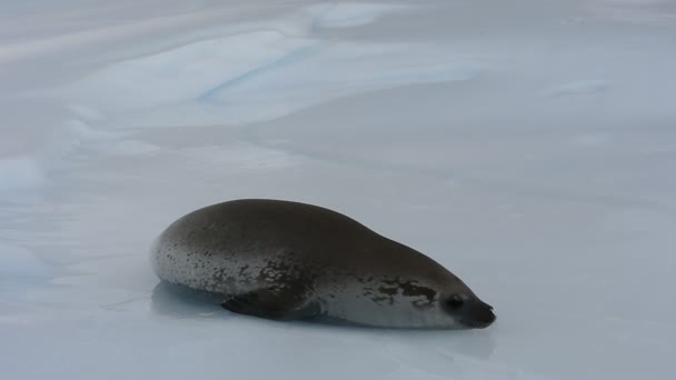 Tuleň krabožravý Antarktidy na ledovec — Stock video