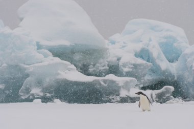 Adelie Penguin on an Iceberg clipart