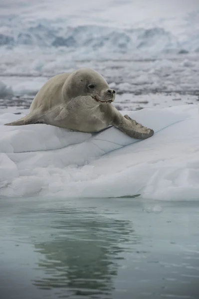 Phoques crabiers sur la glace . — Photo