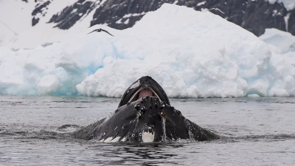 Ballena jorobada krill de alimentación — Foto de Stock