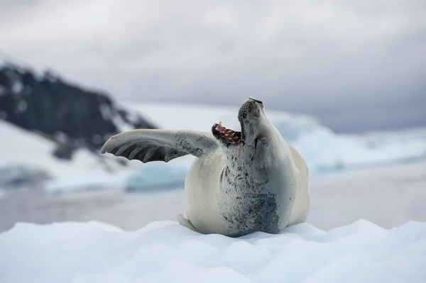 食蟹海豹在冰上. — 图库照片