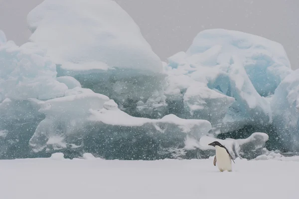 Adelie tučňák na ledovec — Stock fotografie