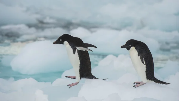 阿德利企鹅在冰山上 — 图库照片