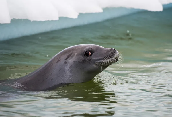 Krabbenrobben im Wasser — Stockfoto