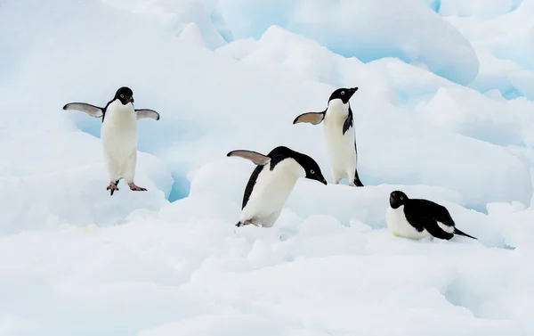 Bir buzdağı Adelie penguen — Stok fotoğraf