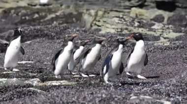 Rockhopper penguen Falkland Adaları