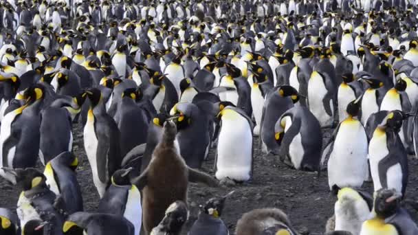 王ペンギンのコロニー — ストック動画