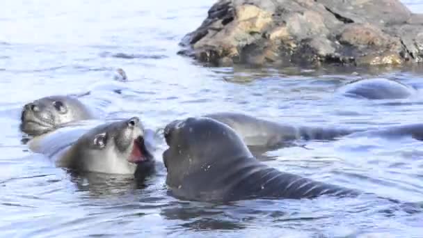 Young elephant seals — Stock Video