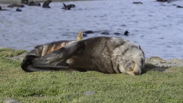 A young fur seal pup — Stock Video