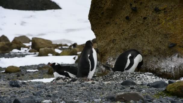 Gentoo pinguïns op het nest — Stockvideo