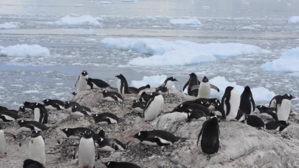 Pingüinos Chinstrap en el nido — Vídeo de stock