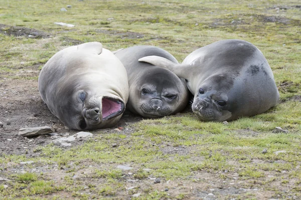 Тюлени-слоны — стоковое фото