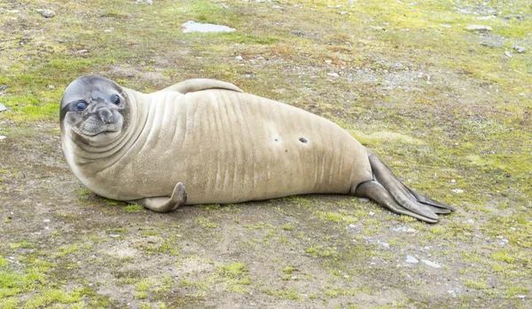 Baby Elephant Seals — Stock Photo, Image