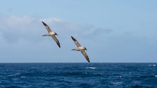 Light-mantled sooty Albatross flying. — Stock Photo, Image