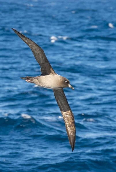 Isli Albatros ışık mantled uçan. — Stok fotoğraf