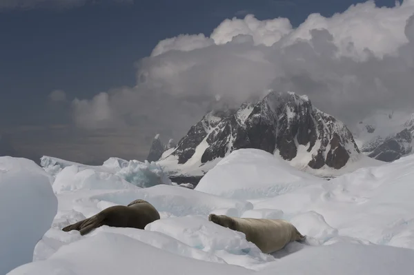 Mountain view v Antarktidě — Stock fotografie
