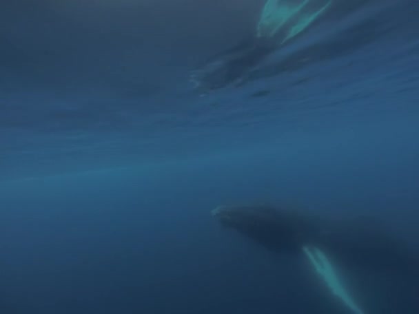 Δύο μεγαπτεροφάλαινες κάτω από το νερό — Αρχείο Βίντεο