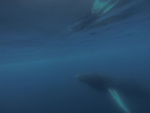 Горбаті кити під водою — стокове відео