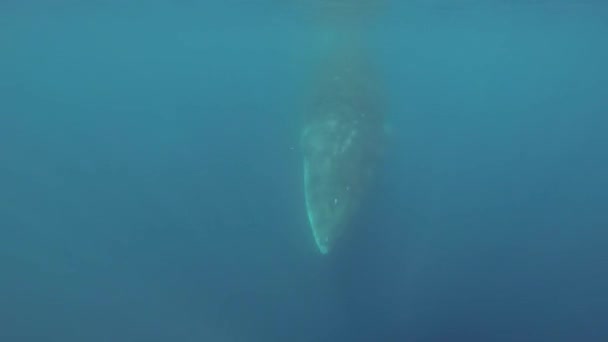 Su altında yüzmek Bayağı minke balinası — Stok video