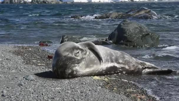 Weddell cucciolo di foca sulla spiaggia — Video Stock