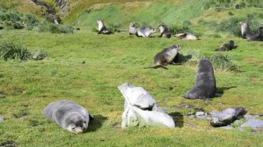 Genç bir kürk pups mühürler