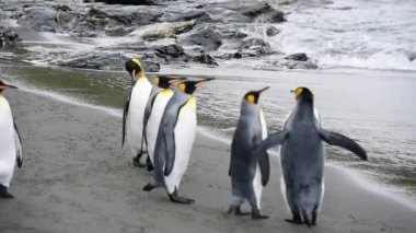 Sahildeki Kral penguenler