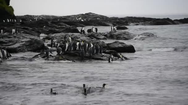 Sahildeki Kral penguenler — Stok video