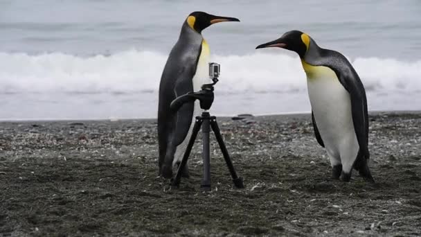 Pinguins-rei na praia — Vídeo de Stock