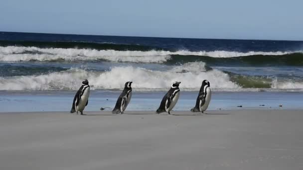 Pingüino Rockhopper en las Islas Malvinas — Vídeos de Stock